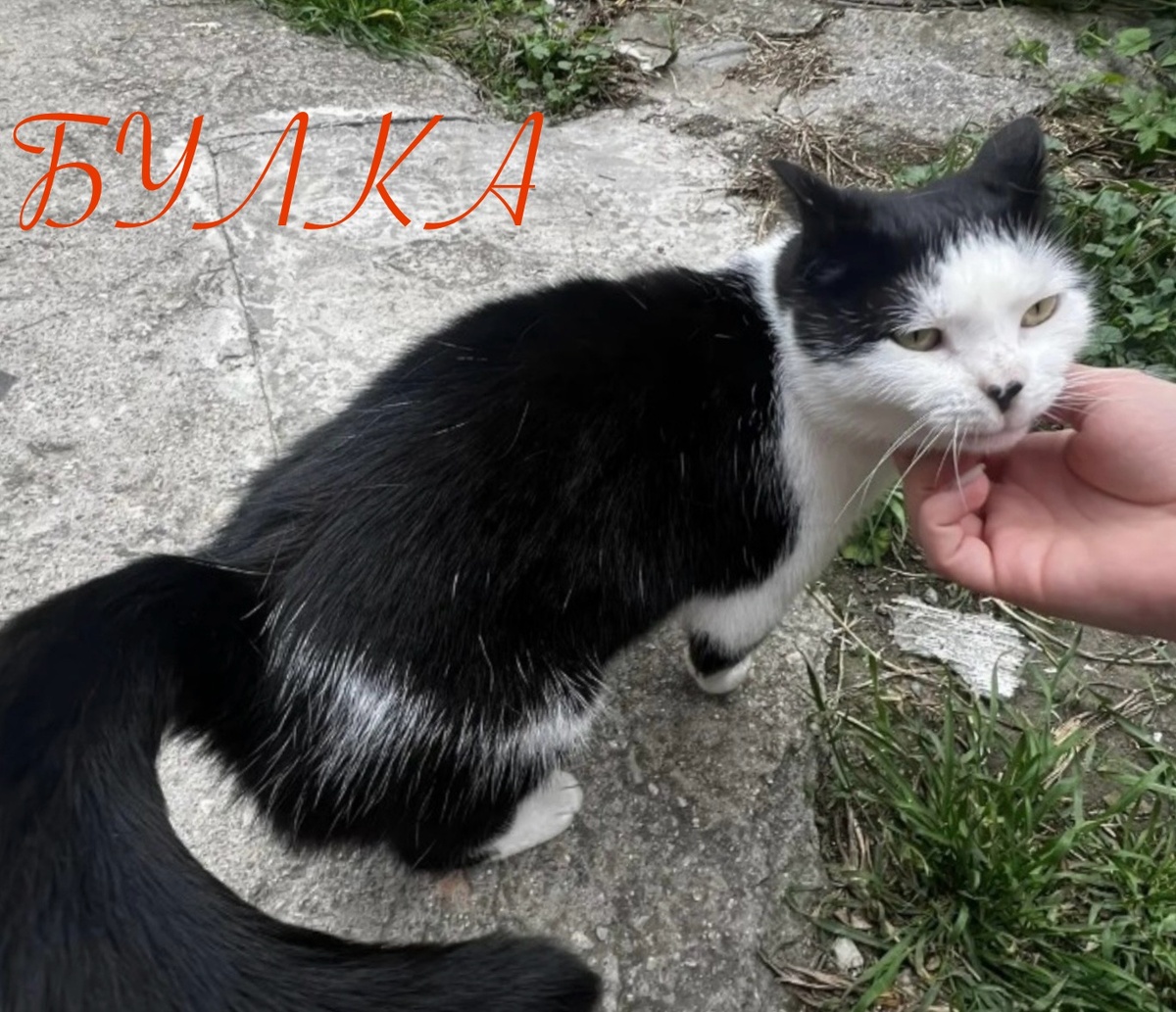 БУЛКА сейчас