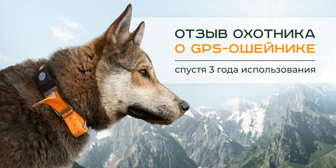 Отзыв охотника о gps-ошейнике спустя 3 года использования