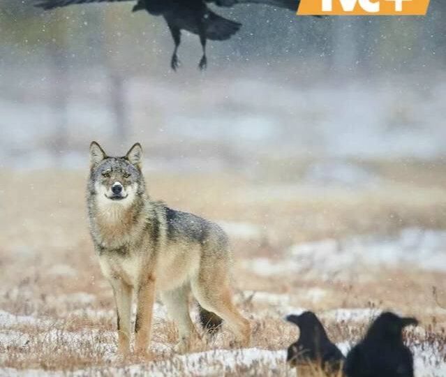 Необычный союз природы