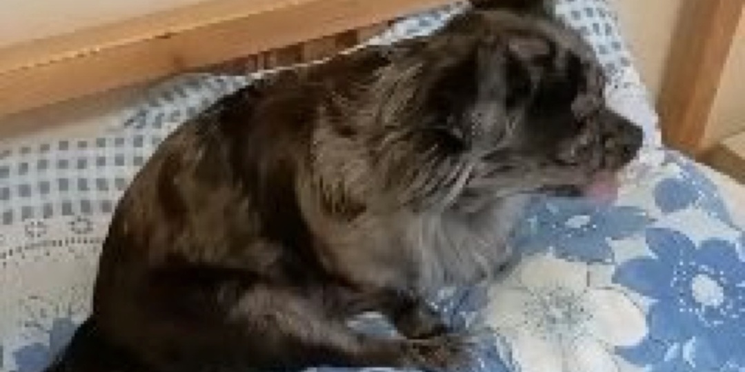 🐾 Привет из дома от Евы — нежной и очень любимой