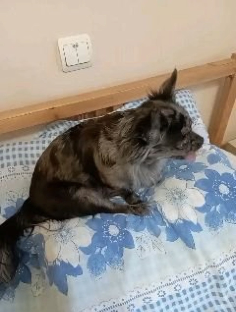 Соскучились по мне ? ❤️🐶