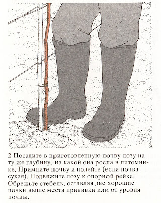 Как высаживать и выращивать виноград