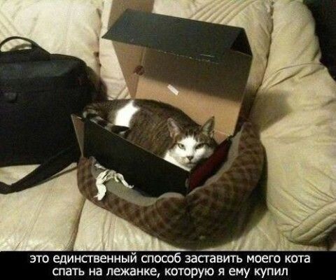 Мемы с кошками