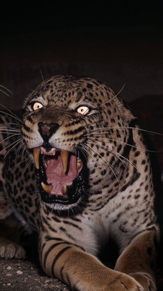 ЛЕОПАРДЫ (PANTHERA PARDUS)