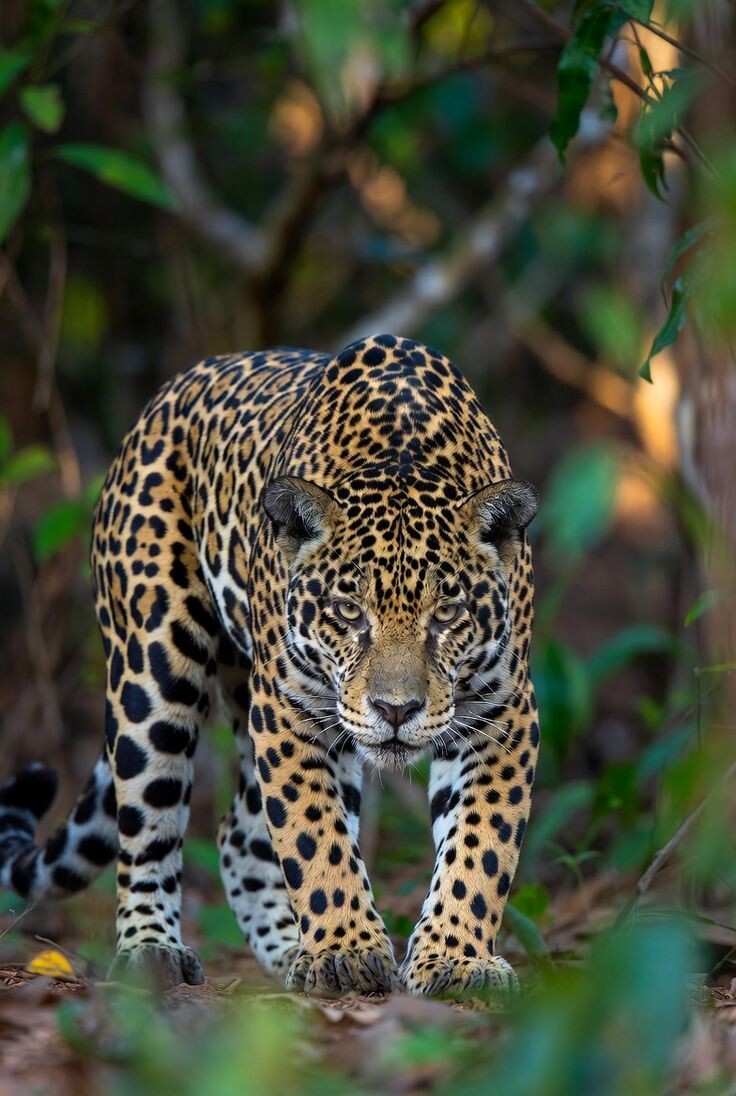 ЛЕОПАРДЫ (PANTHERA PARDUS)