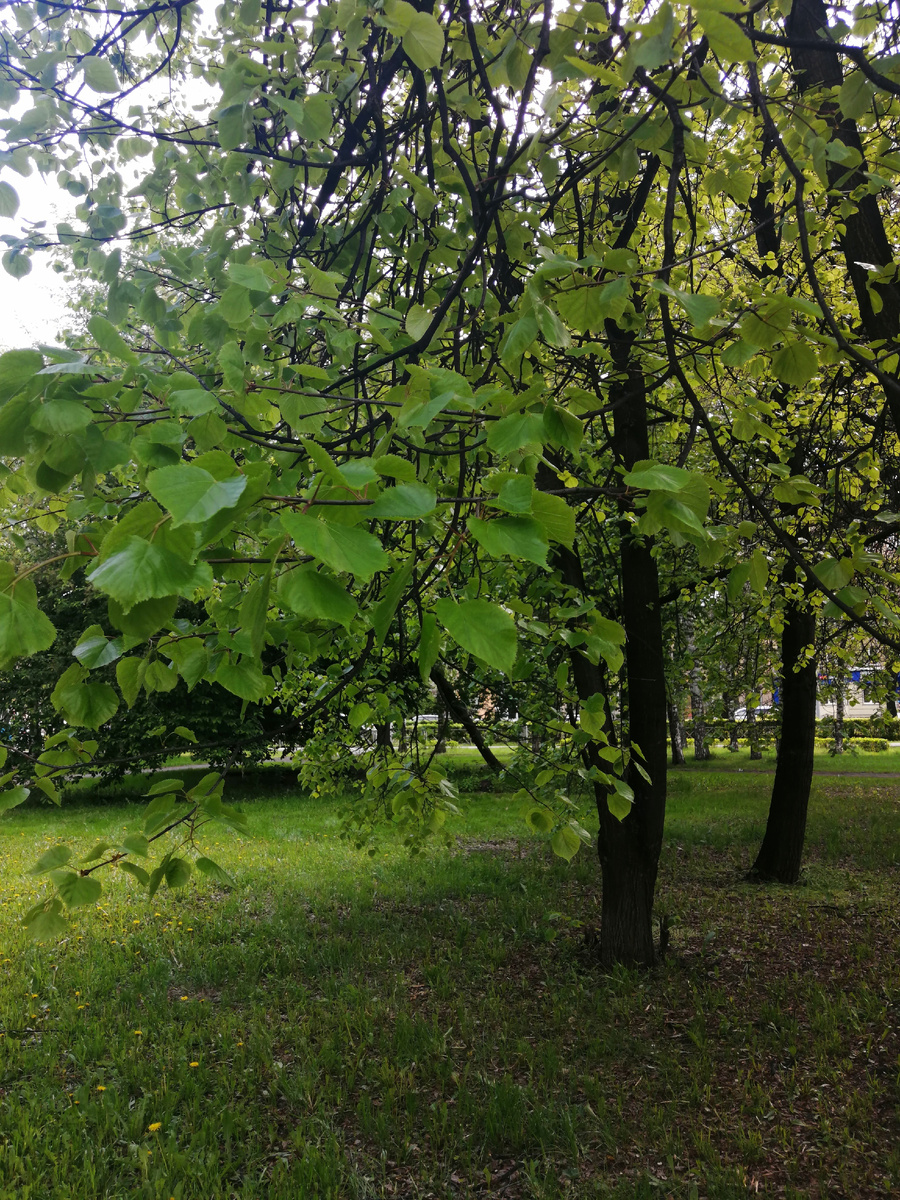 В парке
