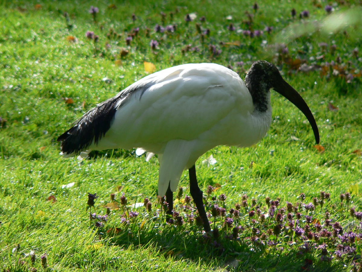 СВЯЩЕННЫЙ ИБИС ( THRESKIORNIS AETHIOPICUS)