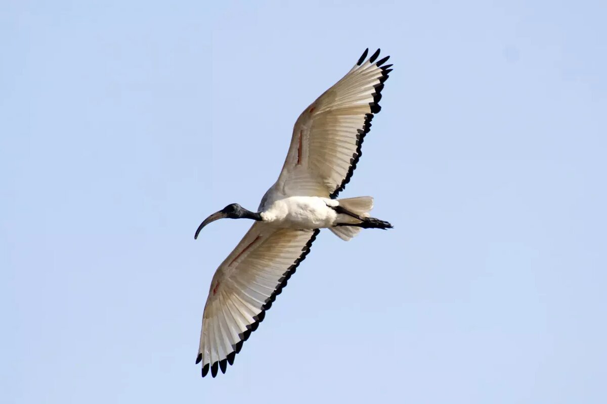 СВЯЩЕННЫЙ ИБИС ( THRESKIORNIS AETHIOPICUS)