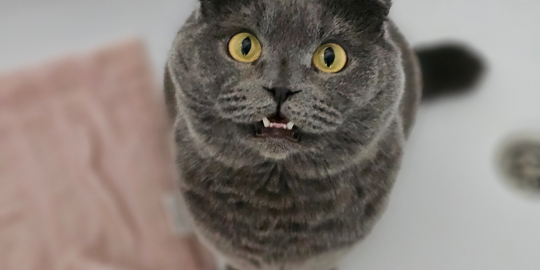 🙀 Эффект застывшей улыбки: почему кошка внезапно открывает рот и замирает?