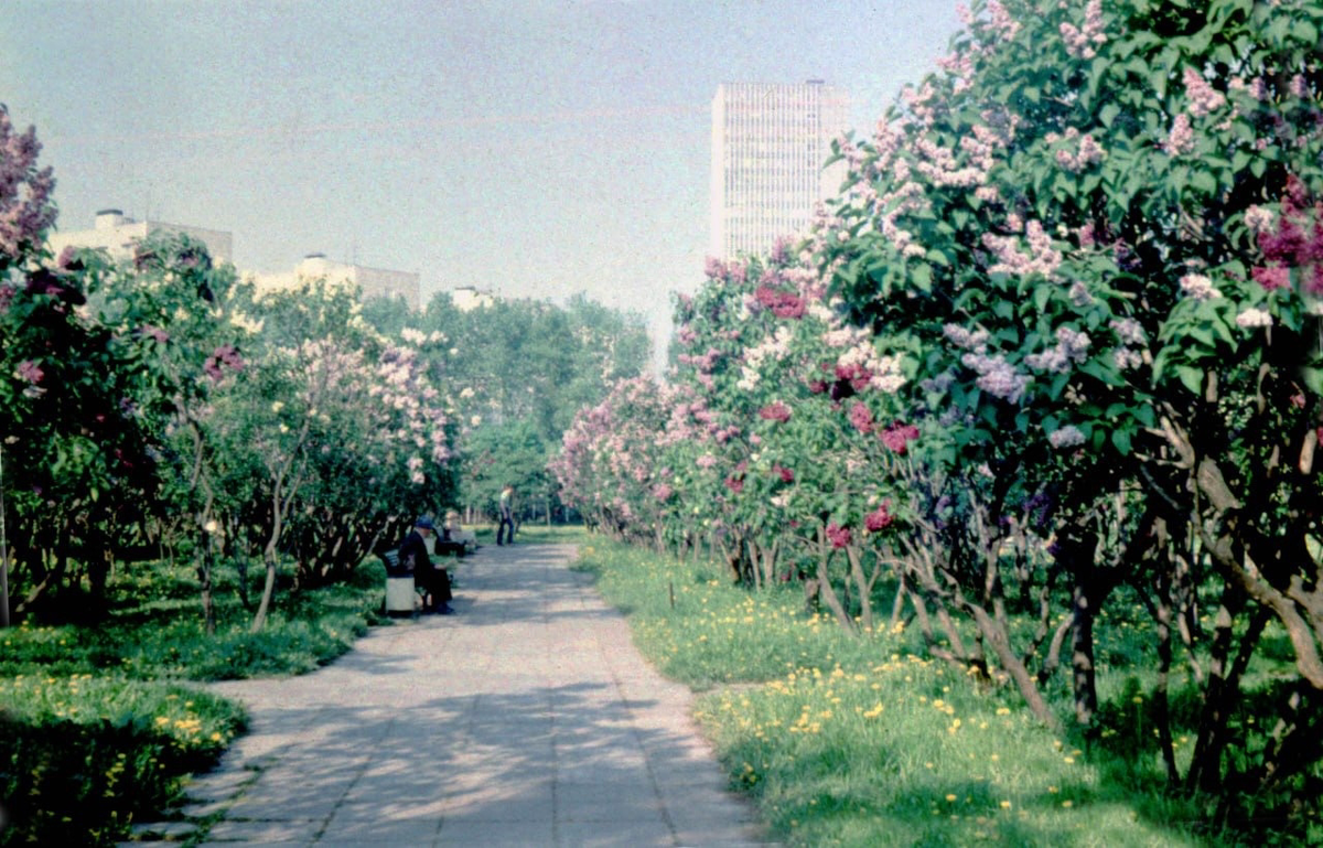 Сиреневый сад в Измайлове, 1983 г. Фотография А.И. Ершова. Источник: pastvu.com