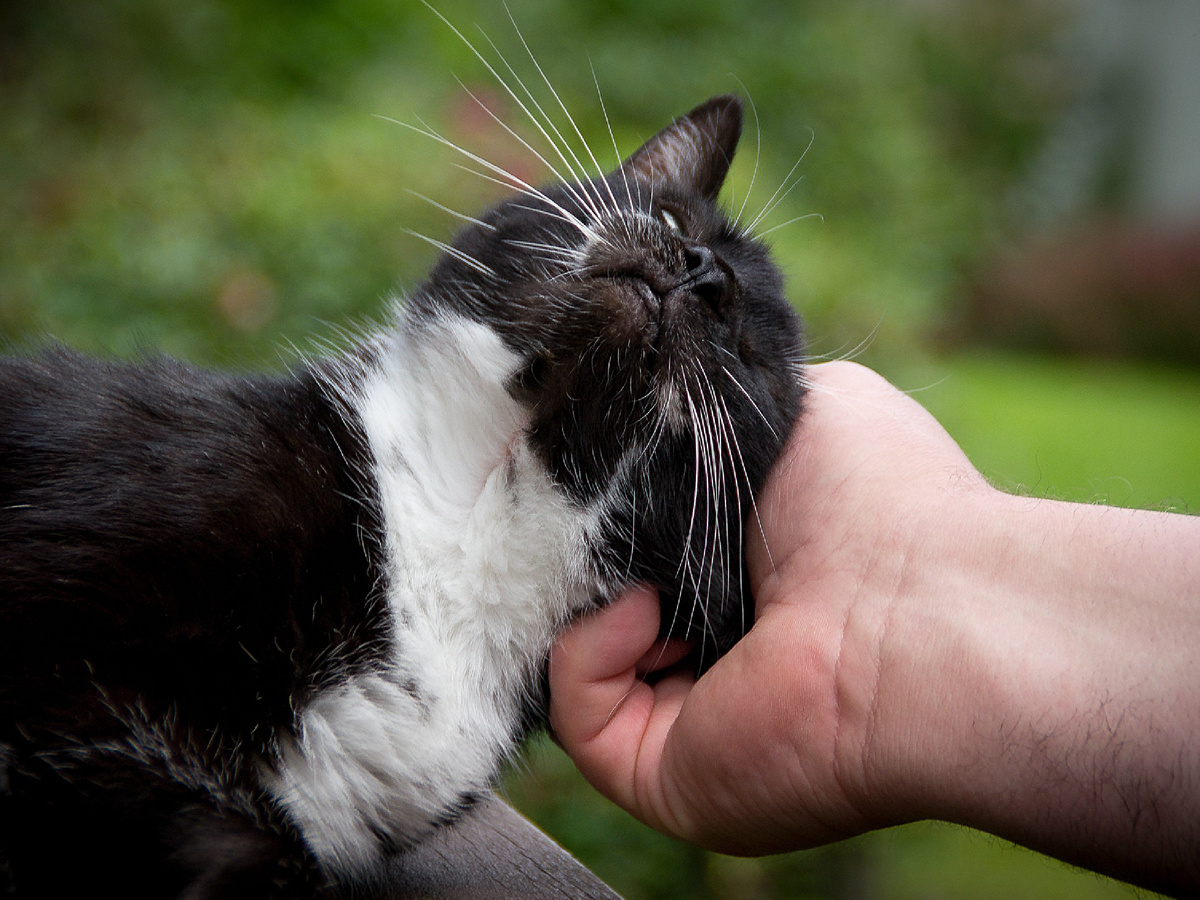 Компромат на Дона Котлеоне прямо перед вами! Фотография: Dorothe Wouters, Pixabay