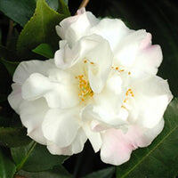 Камелия ‘Scentuous’ (гибрид Camellia lutchuensis)