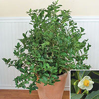 Чайное дерево (Camellia Sinensis)