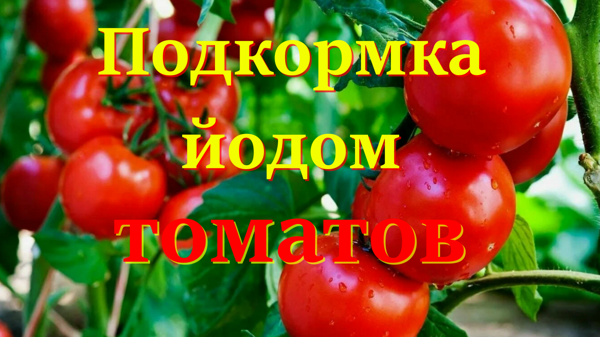 томат и йод