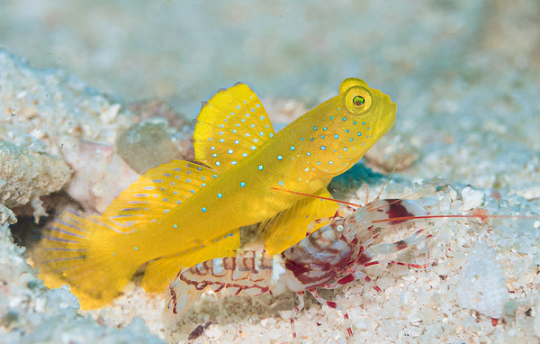    Рыба из подвида гоностомовых лучеперых  Perry comley/Shutterstock/FOTODOM