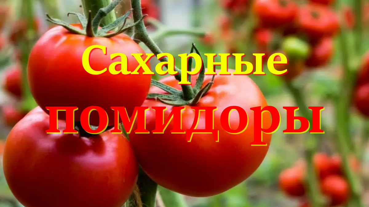 помидоры