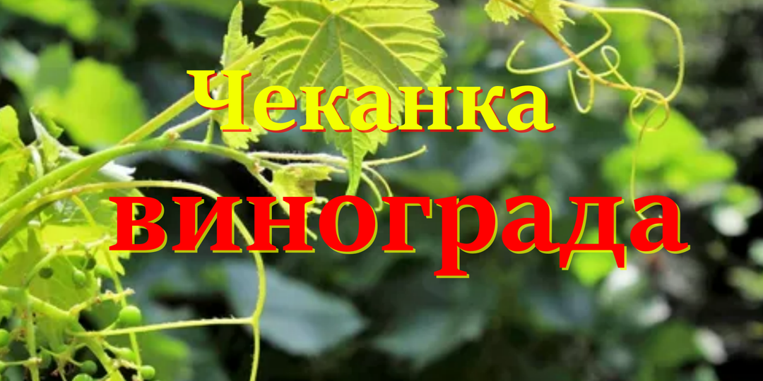 Чеканка винограда: зачем прищипывать побеги для крупных гроздей