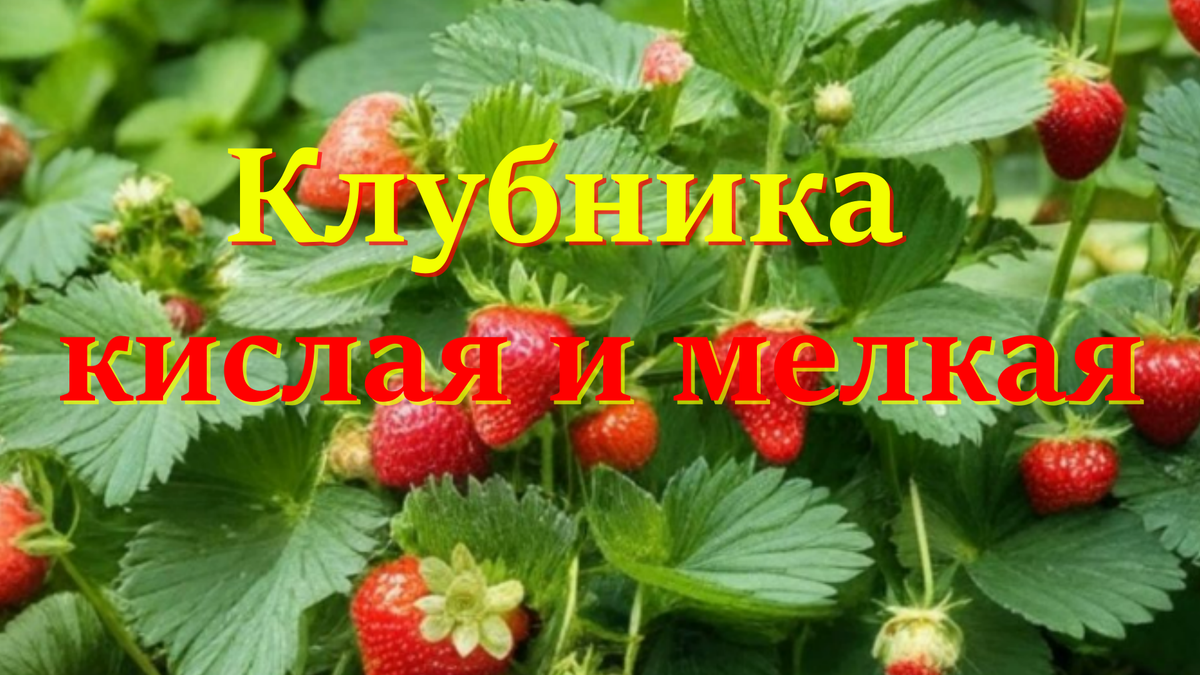 клубника