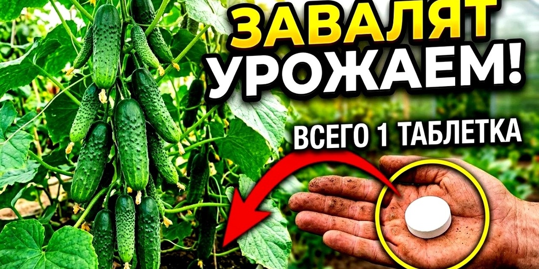 1 Таблетка под Огурцы, и они попрут, даже ЧАХЛЫЕ мгновенно заплодоносят!