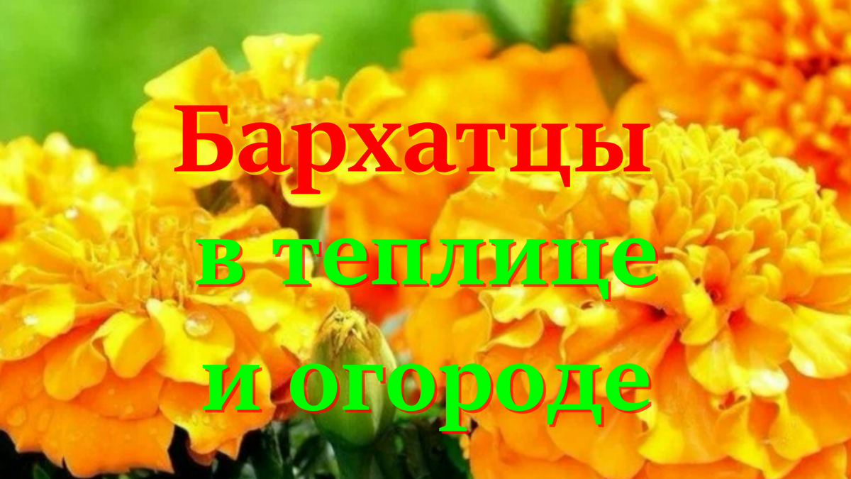 бархатцы