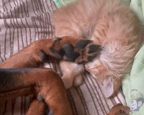 Кошка с собакой