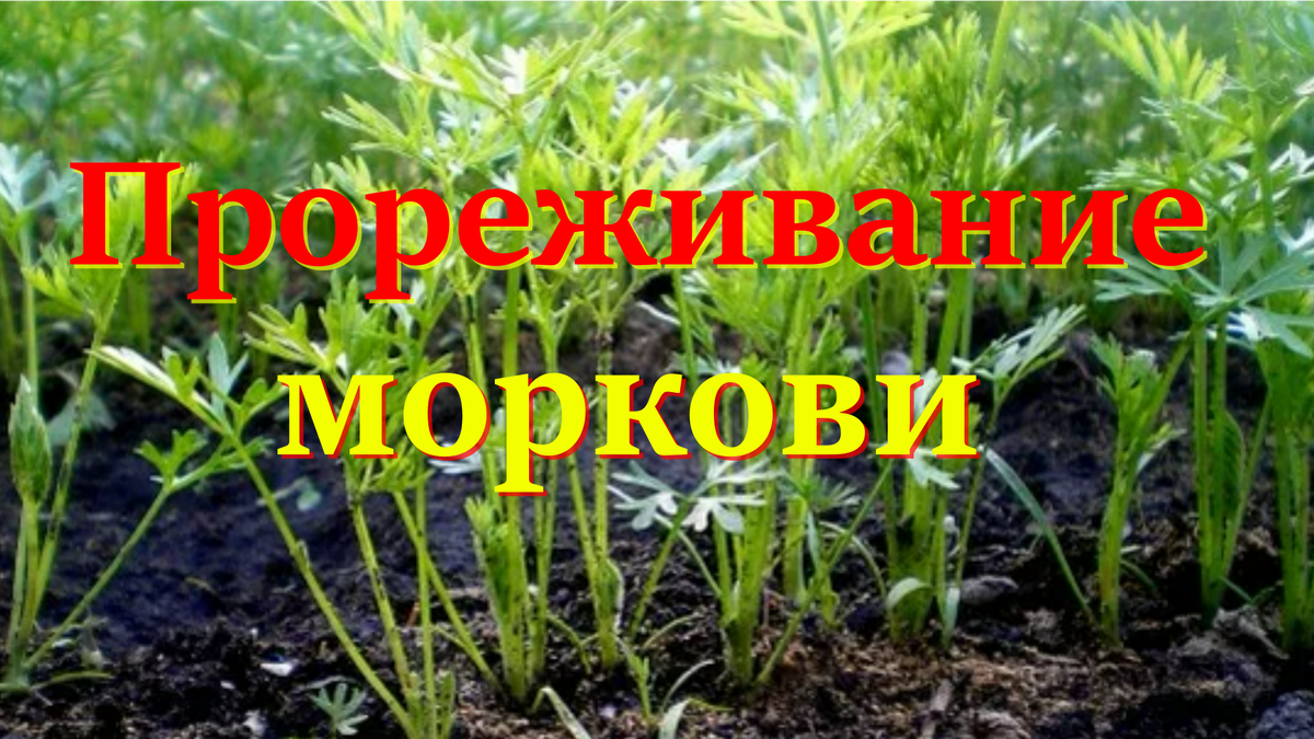 морковь