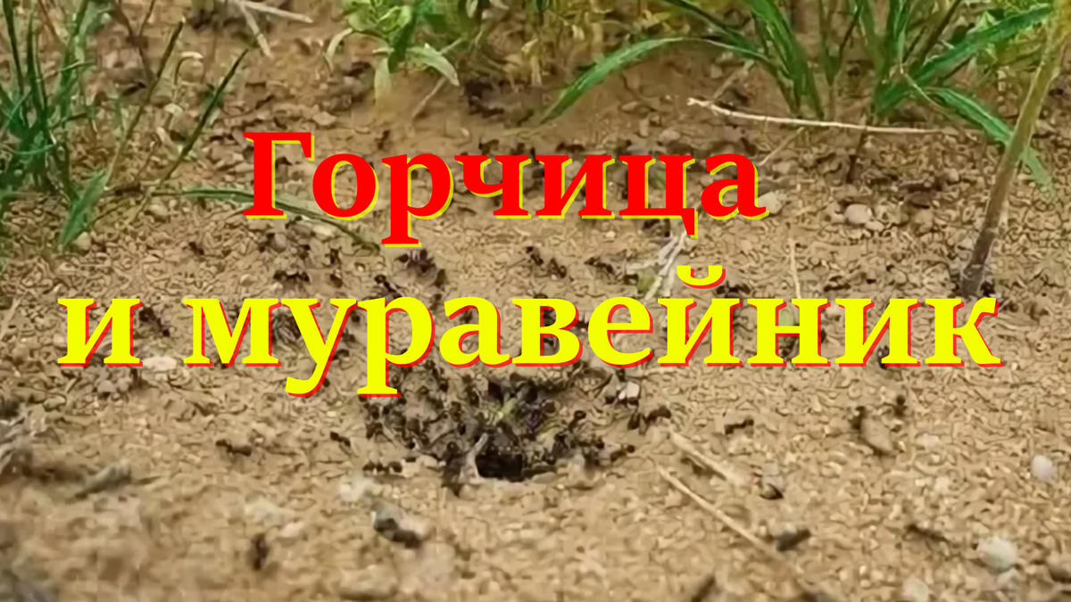 горчица и муравейник