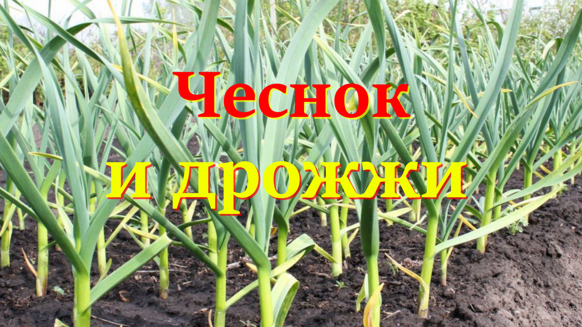 чеснок