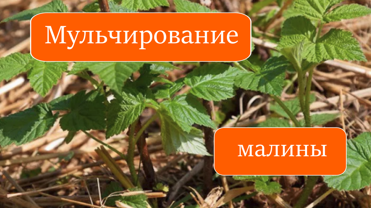 малина