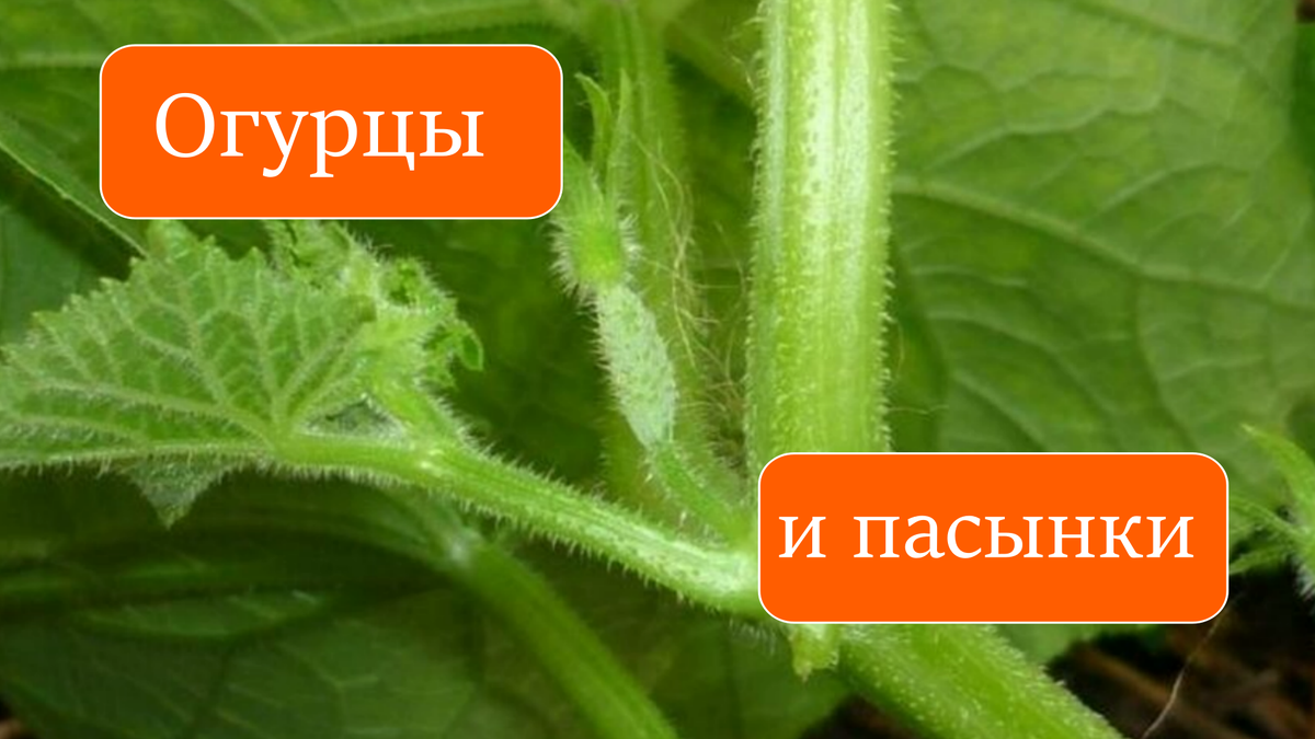 огурцы