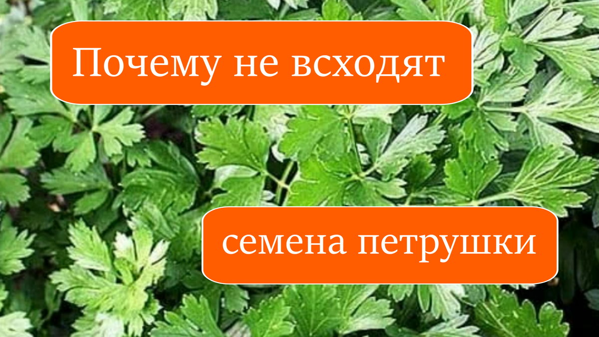 петрушка
