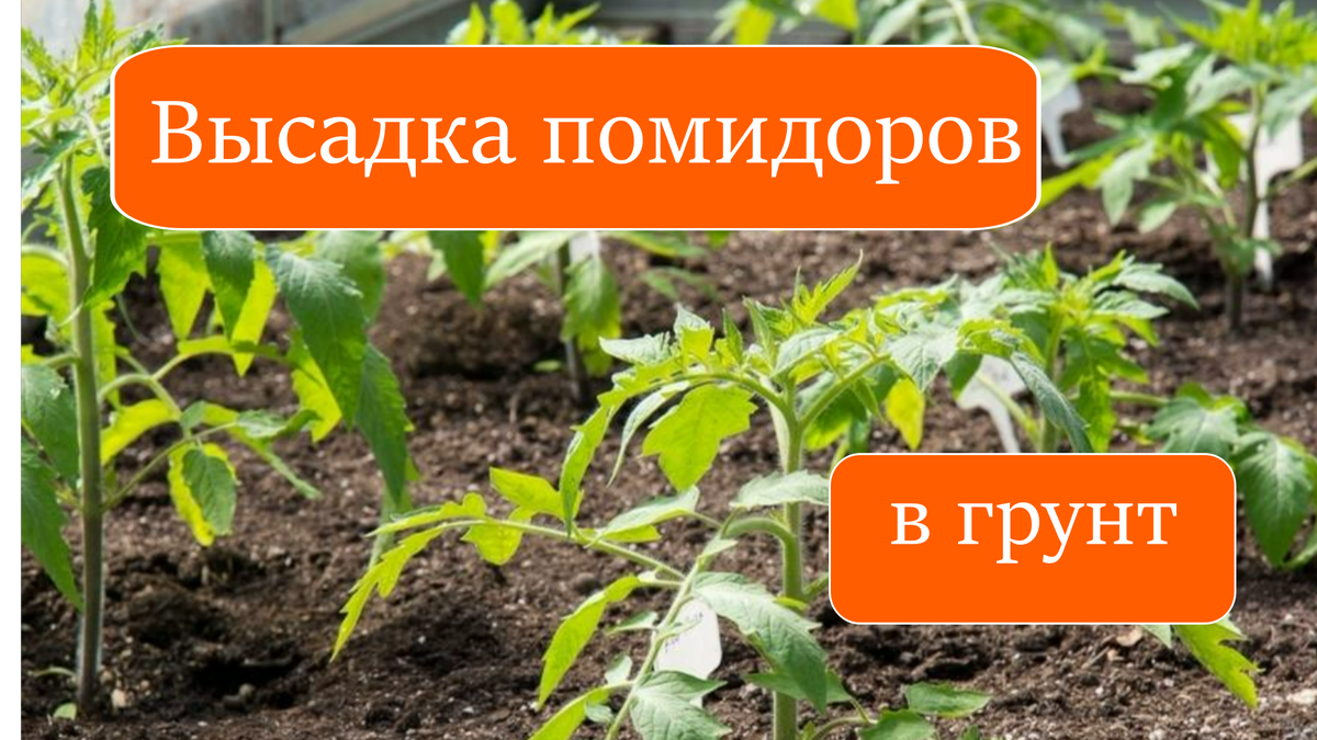 помидоры