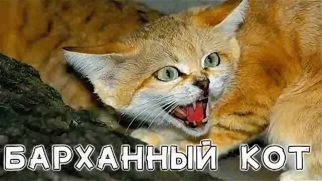 Барханный кот 😻