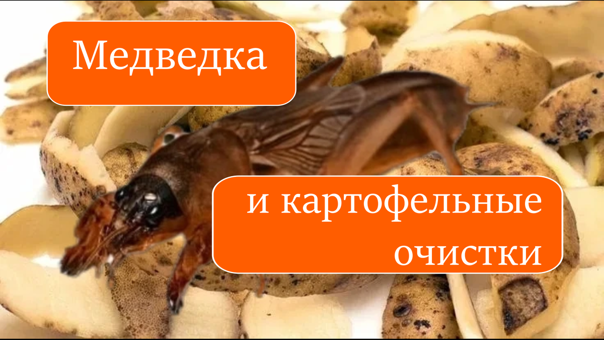 Картофельные очистки и медведка:
