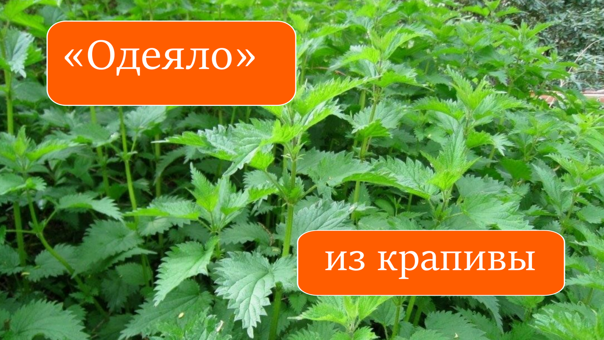 огурцы и крапива