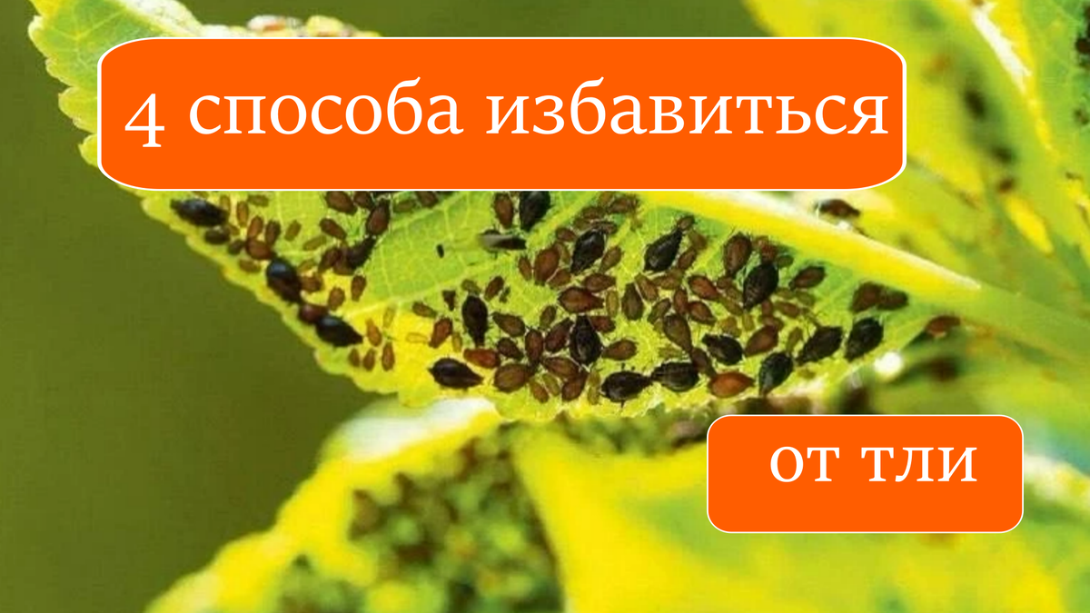 как избавиться от тли