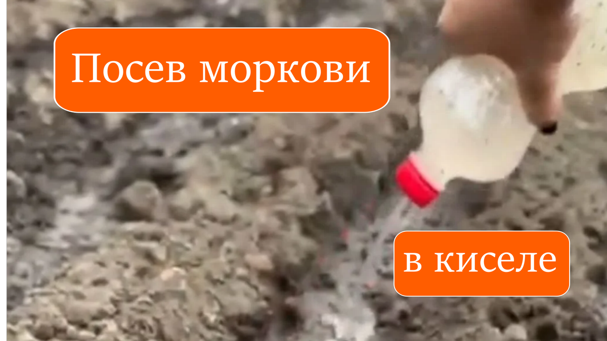 Посев моркови в киселе