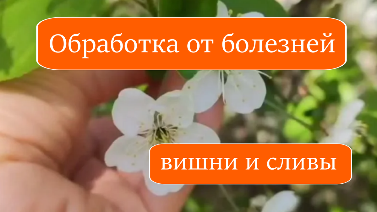 обработка от болезней вишни и сливы
