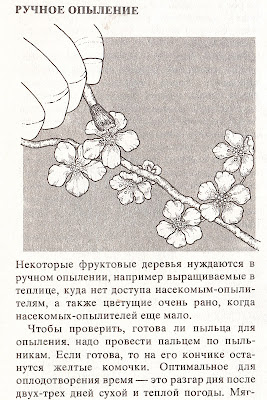 Как выращивать фруктовые деревья