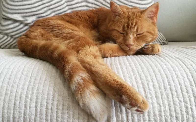 Калицивироз у деревенского кота