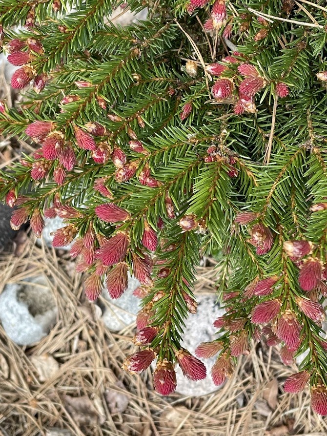 Picea abies Punahilkka 14.05.2026