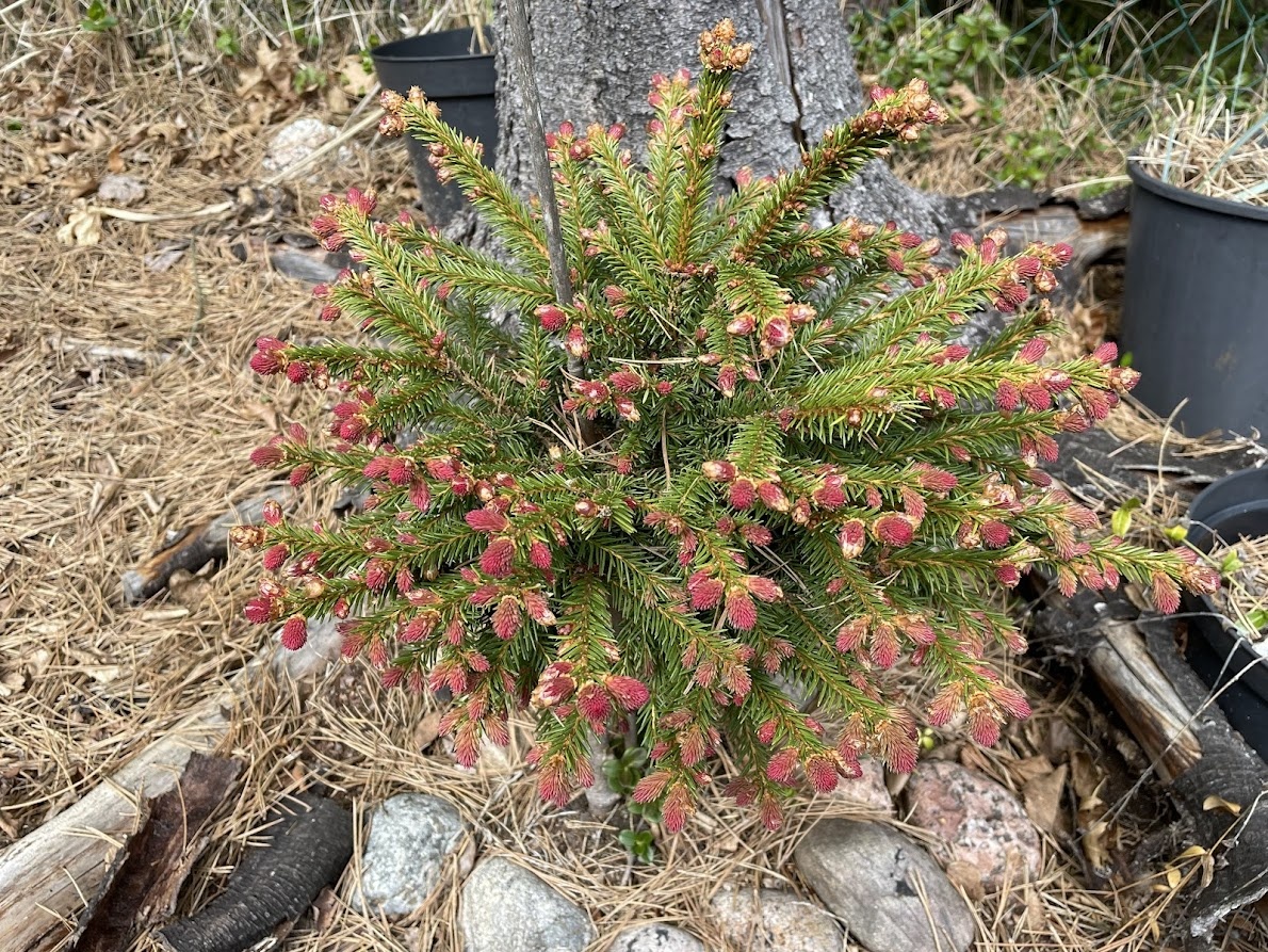 Picea abies Punahilkka 14.05.2026