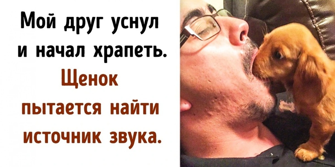 20+ животных, которые не могут понять, как устроены люди и что они вообще такое