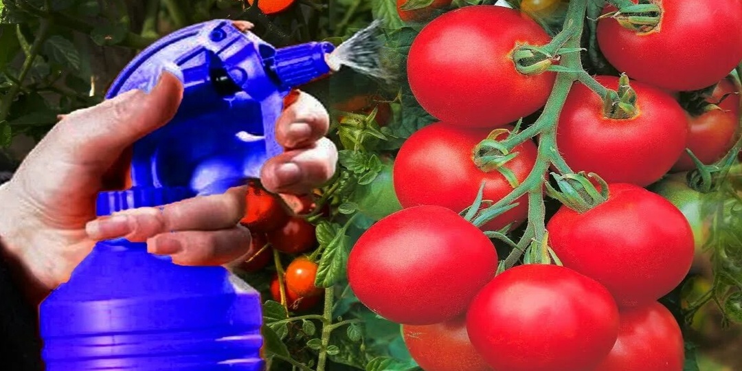 1 раз опрыскал томаты и фитофторы нет весь сезон: природные настои, которые помогают