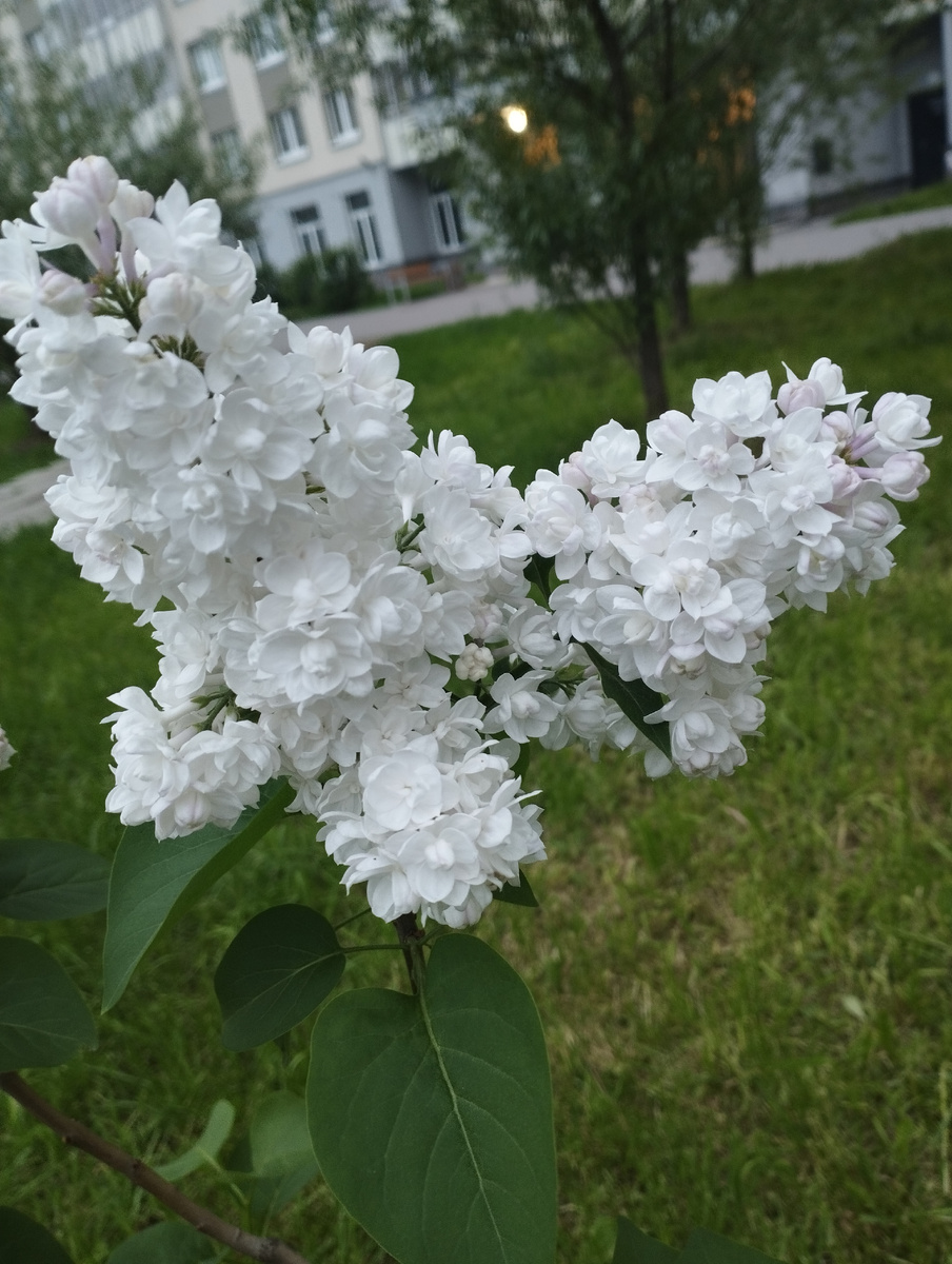 Сирень белоснежная, как облако.