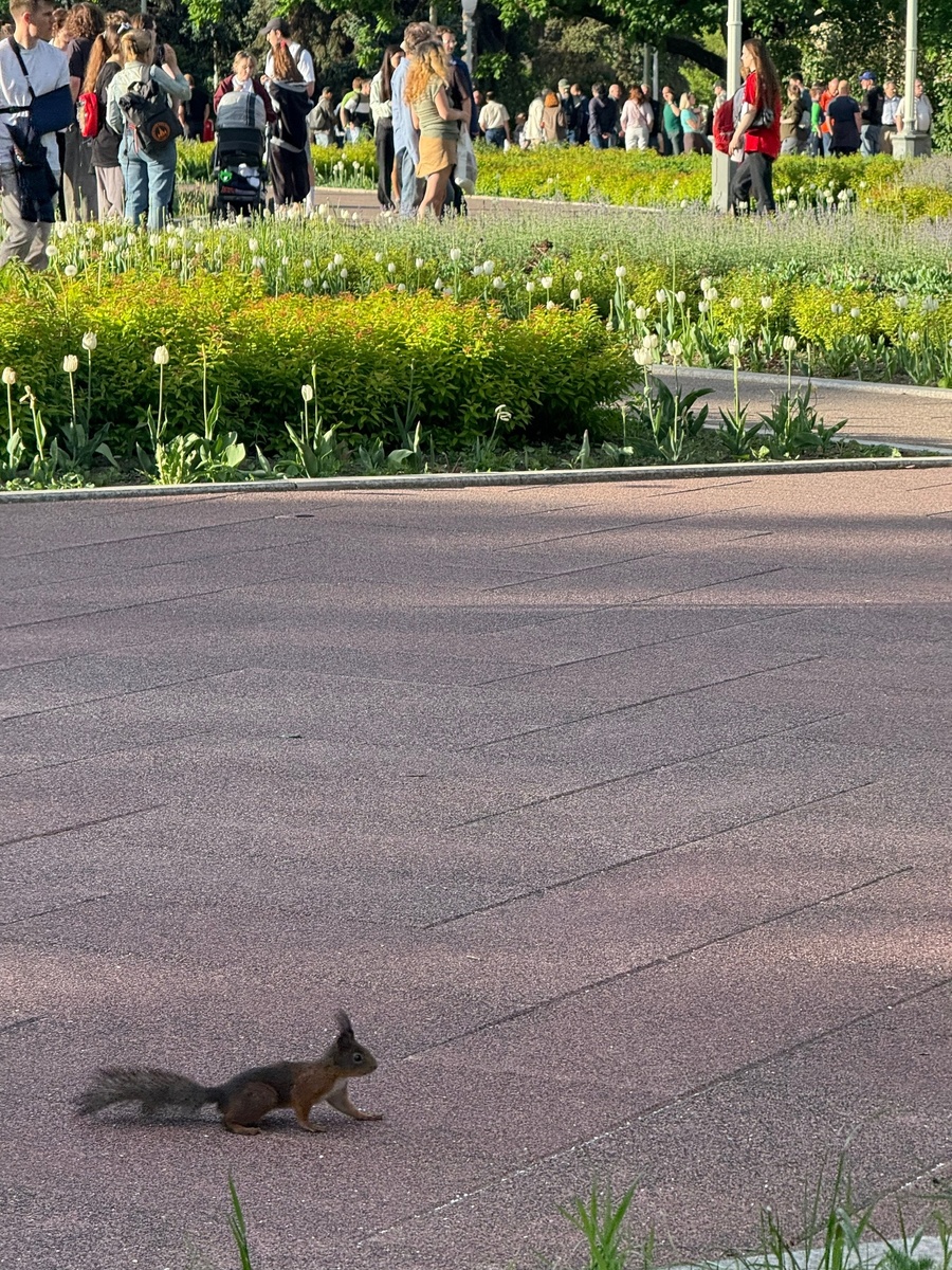 Шествует физическая белка 🐿️ 