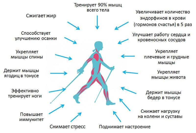 Во время ходьбы работают практически все основные группы мышц. После прогулки приятно болит пресс.