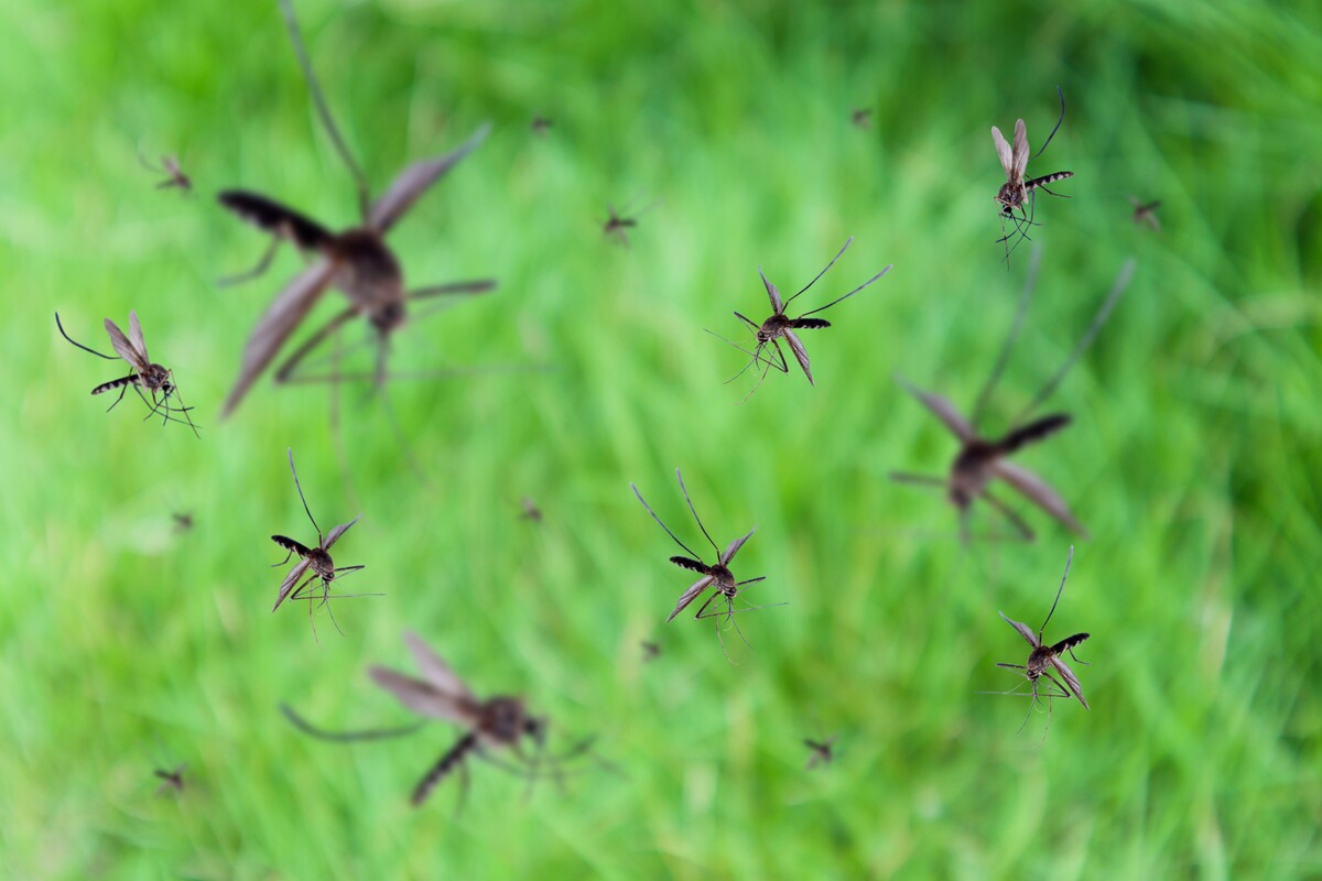 Фото: Shutterstock/FOTODOM/Kwangmoozaa