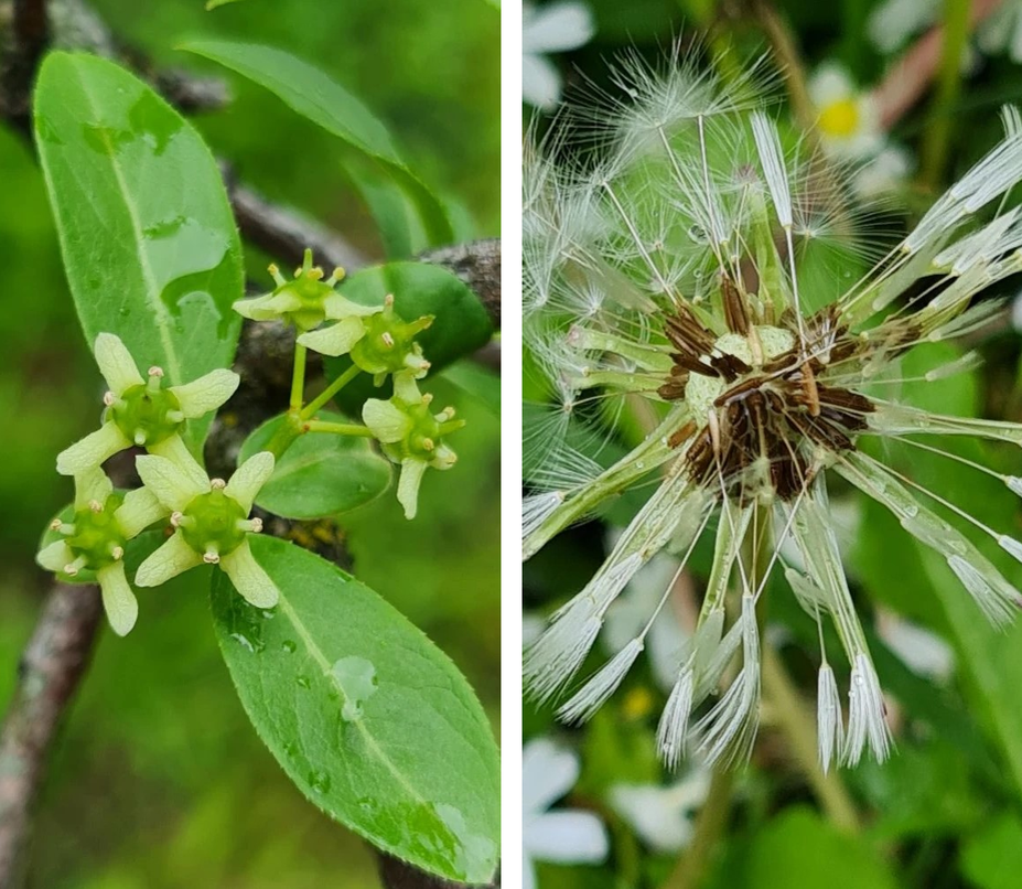 Бересклет европейский (Euonymus europaea) и одуванчик лекарственный (Taraxacum officinale)