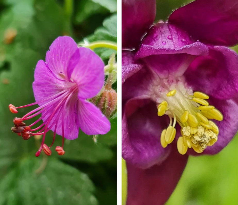 Geranium sanguineum и аquilegia